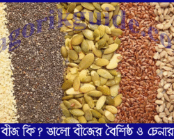 ভালো বীজ কী? ভালো বীজের বৈশিষ্ট্য ও চেনার উপায় ভালো বীজ কী? ভালো বীজের বৈশিষ্ট্য ও চেনার উপায়