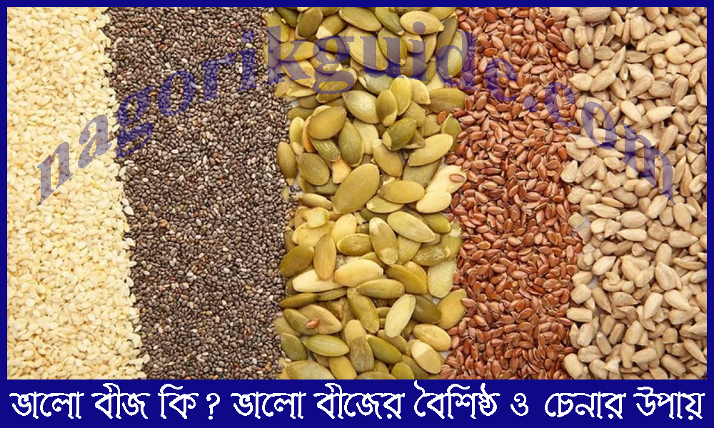 ভালো বীজ কী? ভালো বীজের বৈশিষ্ট্য ও চেনার উপায় 4 ভালো বীজ কী? ভালো বীজের বৈশিষ্ট্য ও চেনার উপায়