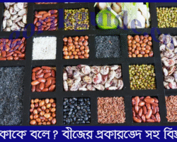 বীজ কাকে বলে? বীজের প্রকারভেদ ও ভালো বীজের গুরুত্ব বিশ্লেষণ বীজ কাকে বলে? বীজের প্রকারভেদ ও ভালো বীজের গুরুত্ব বিশ্লেষণ