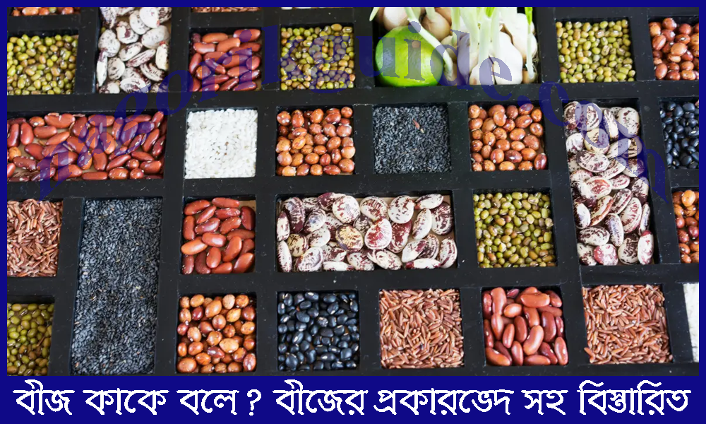বীজ কাকে বলে? বীজের প্রকারভেদ ও ভালো বীজের গুরুত্ব বিশ্লেষণ 5 বীজ কাকে বলে? বীজের প্রকারভেদ ও ভালো বীজের গুরুত্ব বিশ্লেষণ