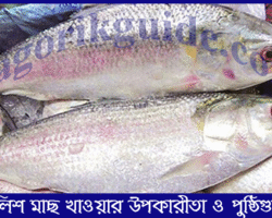 ইলিশ মাছ খাওয়ার উপকারীতা | স্বাস্থ্য ও পুষ্টিগুণ ইলিশ মাছ খাওয়ার উপকারীতা | স্বাস্থ্য ও পুষ্টিগুণ