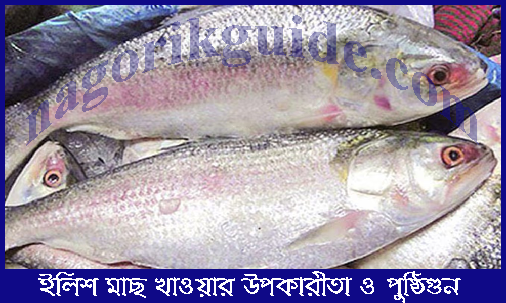 ইলিশ মাছ খাওয়ার উপকারীতা | স্বাস্থ্য ও পুষ্টিগুণ